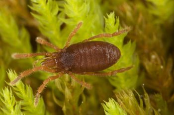 Media type: image;   Invertebrate Zoology 29554
